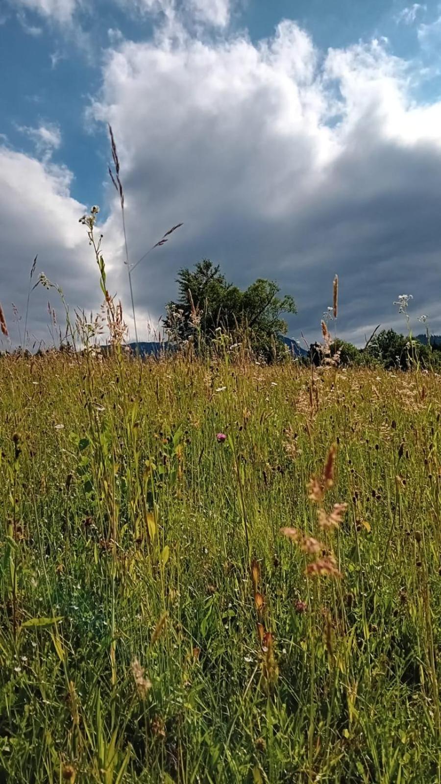 My Little Village Poiana Mărului エクステリア 写真